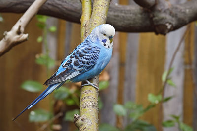 Close-up of parrot perching on tree