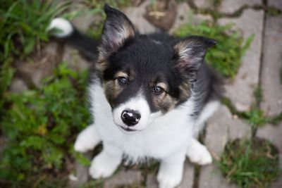 Close-up portrait of dog