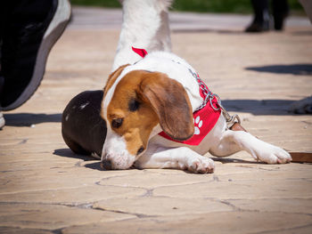 Close-up of beagle lying on footpath