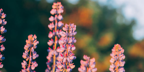 Close-up of purple flowering plant