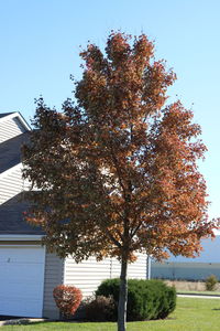 Low angle view of tree against sky during autumn