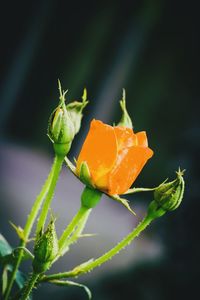 Close-up of orange flower on plant