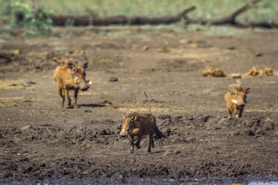 Warthogs running on land