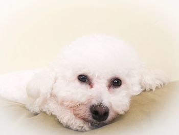 Close-up portrait of a dog