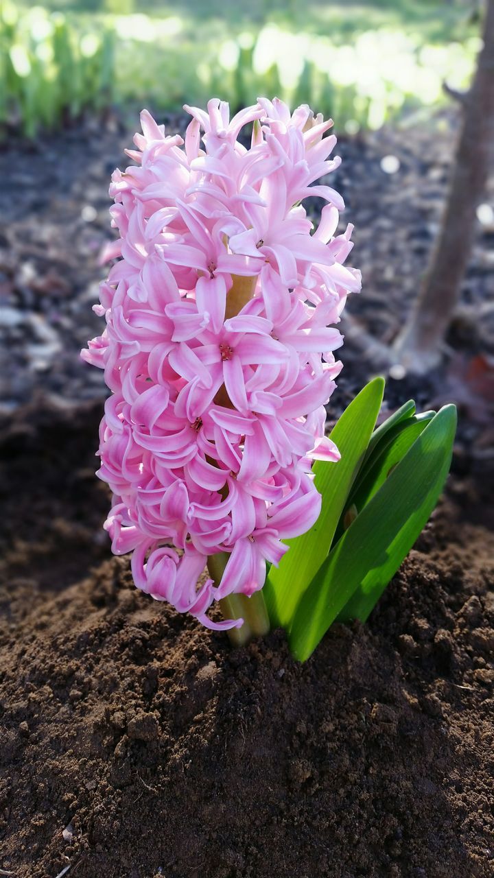 flower, fragility, petal, freshness, growth, pink color, flower head, close-up, focus on foreground, beauty in nature, nature, plant, blooming, leaf, in bloom, single flower, outdoors, day, botany, park - man made space