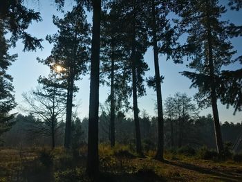 Trees in forest against sky