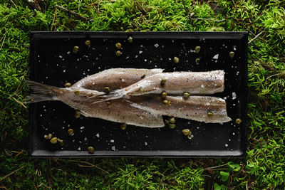 High angle view of fish on table