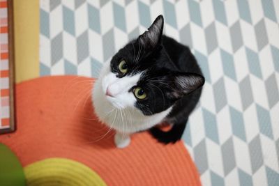 Close-up portrait of cat at home