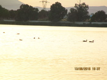 View of birds swimming in lake