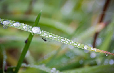 Close-up of water drops on blade of grass