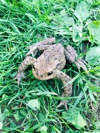 High angle view of frog on field