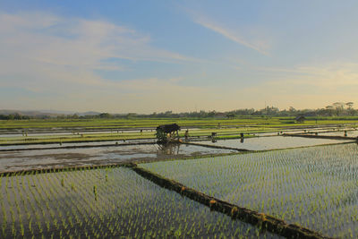 Scenic view of agricultural field against sky