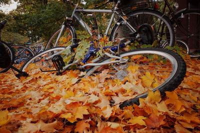 Autumn leaves in park