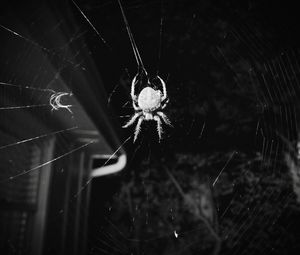 Close-up of spider web
