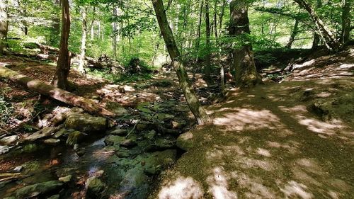 Trees growing in forest