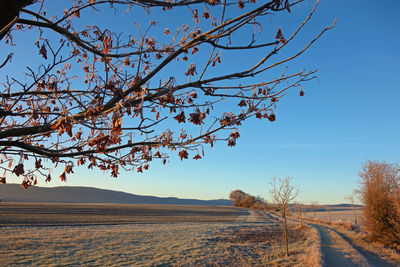 View of bare tree on road against clear sky