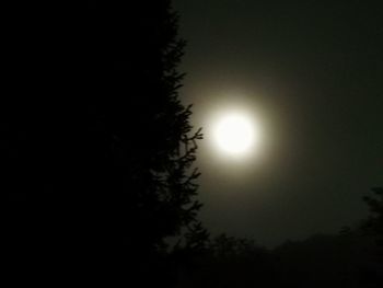 Low angle view of tree against sky at night