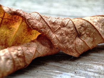 Close-up of dried leaf on table