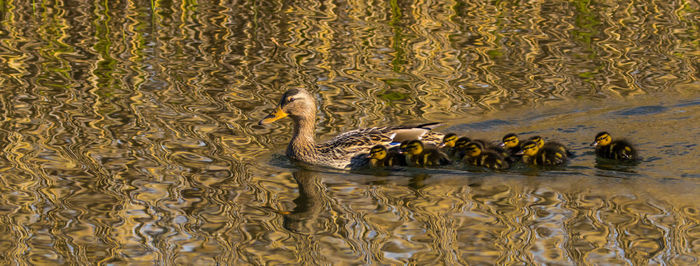 Ducks swimming in lake