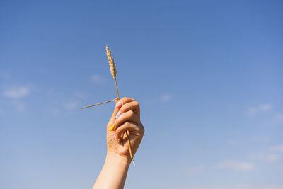 Woman holds ear of wheat against the background of field with a manicure in the colors of ukraine