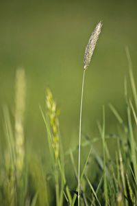 Close-up of grass growing on field