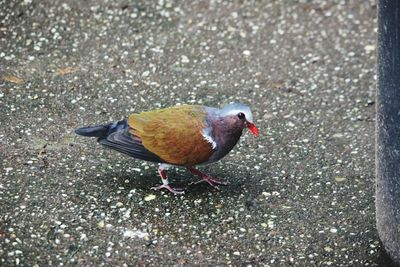 High angle view of bird perching on ground