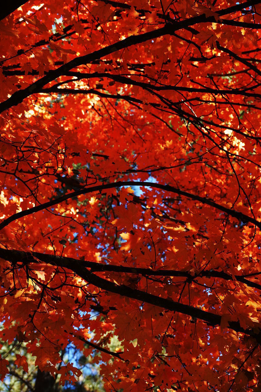 LOW ANGLE VIEW OF MAPLE LEAVES ON TREE