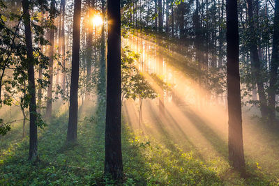 Sunlight streaming through trees in forest