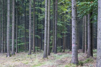 View of trees in forest