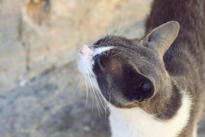 Close-up of horse