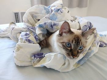 High angle view of cat lying on bed