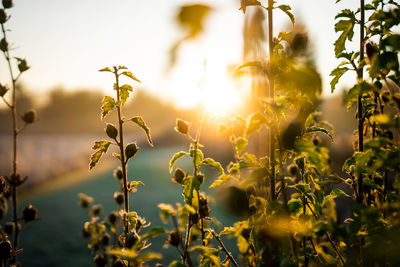 Sunlight streaming through plants against sky during sunset