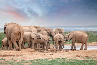 Elephants on field against cloudy sky