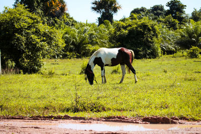 Horse standing in a field