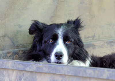 Close-up portrait of a dog