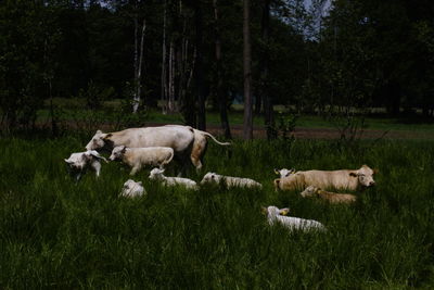 Cows on field against trees