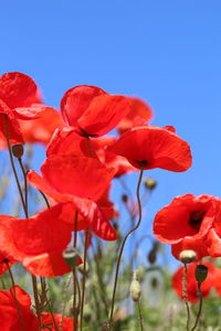 Close-up of red flowering plants against blue sky