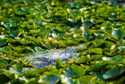 Close-up of green leaves floating on lake