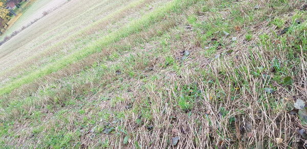 High angle view of corn field