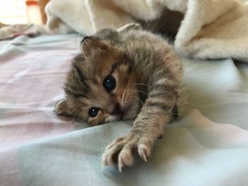 Close-up of cat relaxing on bed at home