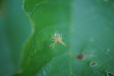 Close-up of spider on web