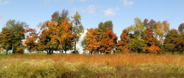 Trees on field during autumn