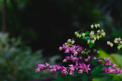 Close-up of pink flowering plant