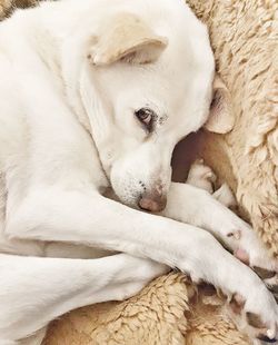 Close-up of two dogs