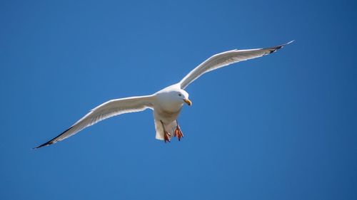 Low angle view of seagull flying