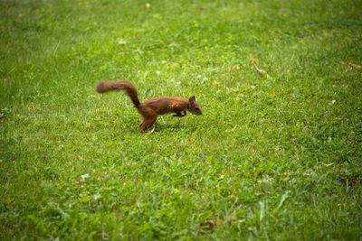 Side view of squirrel on grassy field