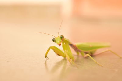 Close-up of praying mantis on floor