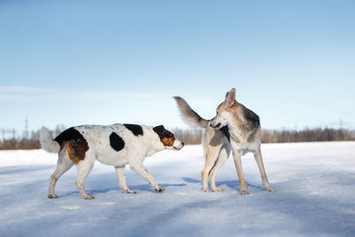 Horse standing on snow covered land