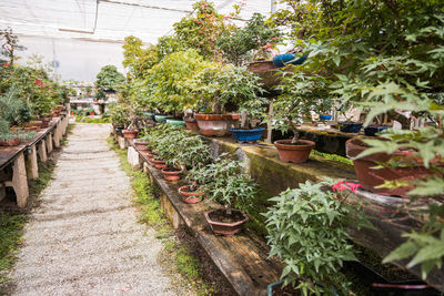 Plants growing in greenhouse