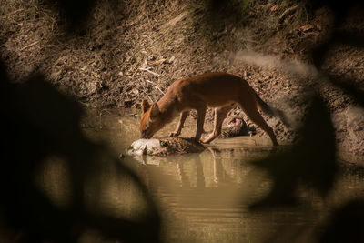 View of drinking water from a lake